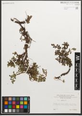 Foto von Salix retusa L.